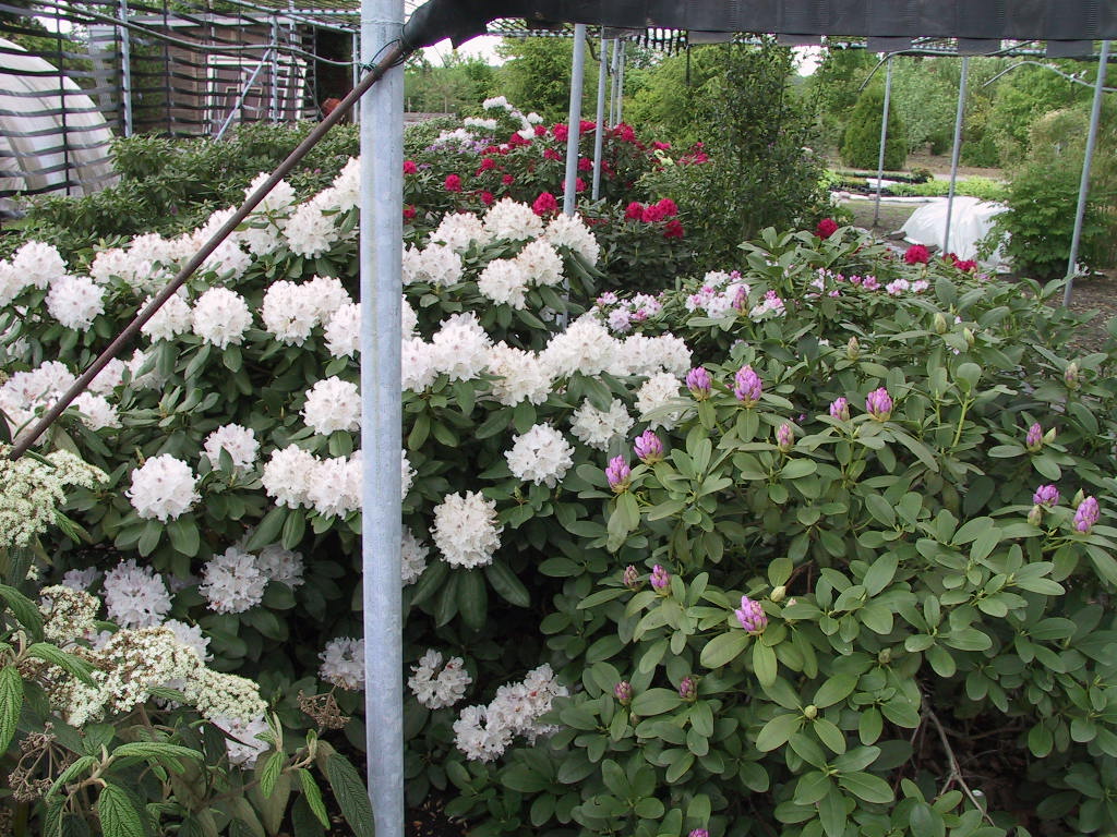 Rhododendron Bismarck - volle Bluete.jpg